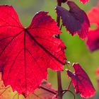 Roter Herbst