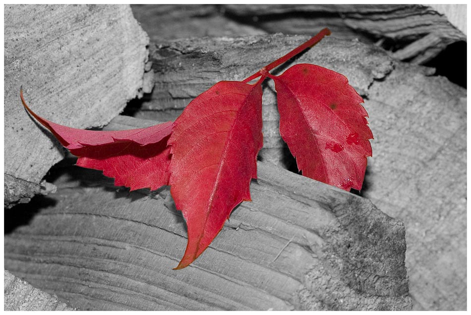 Roter Herbst