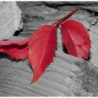 Roter Herbst