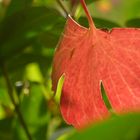 Roter Herbst.