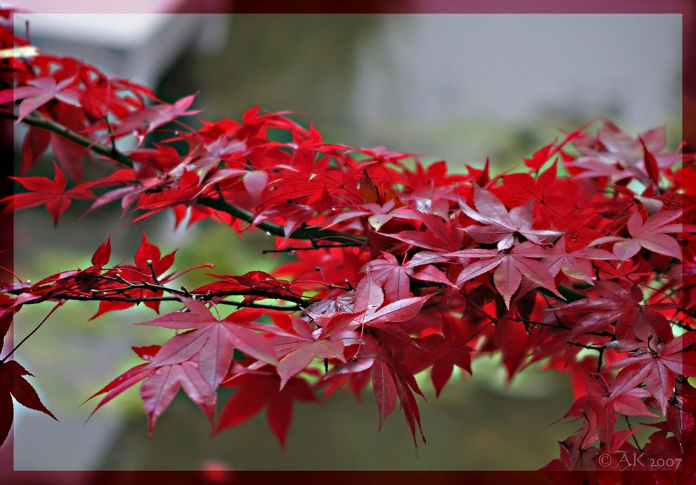 roter Herbst