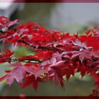 roter Herbst