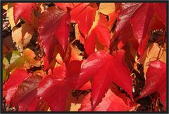 Roter Herbst