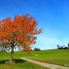 roter Herbst