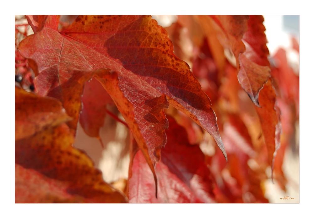 Roter Herbst....