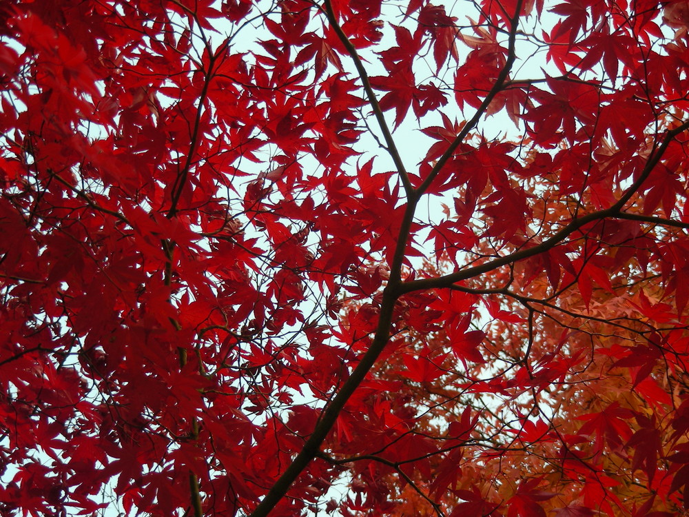 Roter Herbst