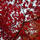 Roter Herbst
