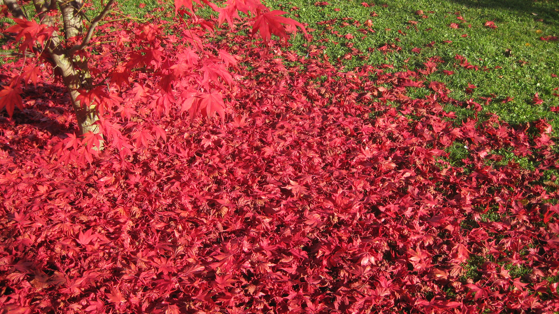 roter Herbst