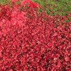 roter Herbst