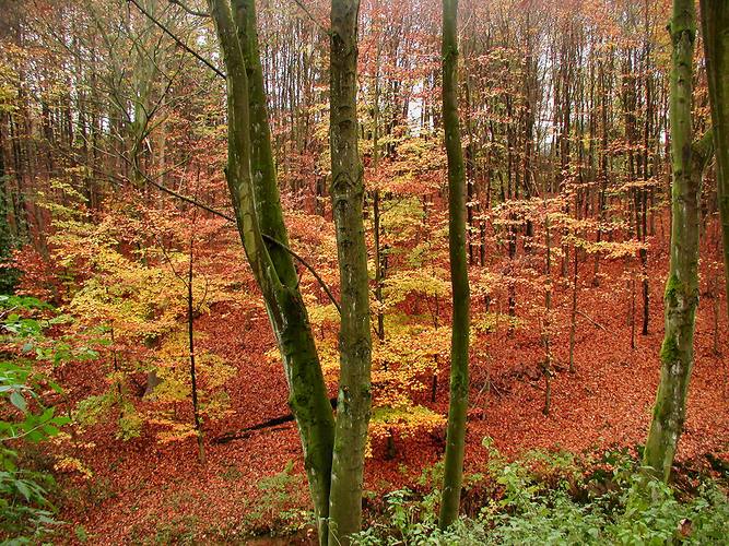 roter Herbst