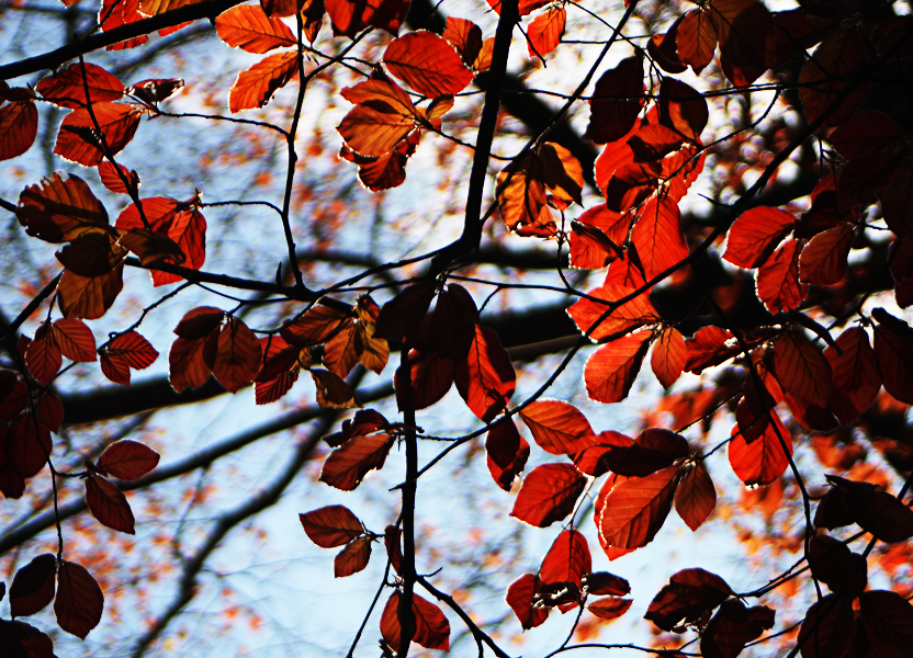 roter Herbst