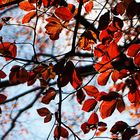 roter Herbst