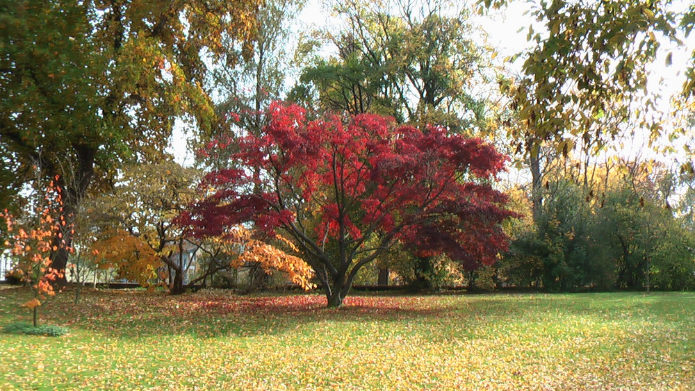 roter Herbst von Botschek 