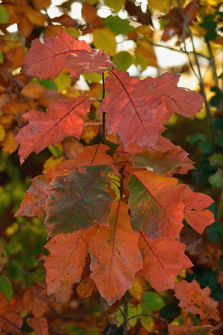 Roter Herbst: Roteiche