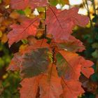 Roter Herbst: Roteiche