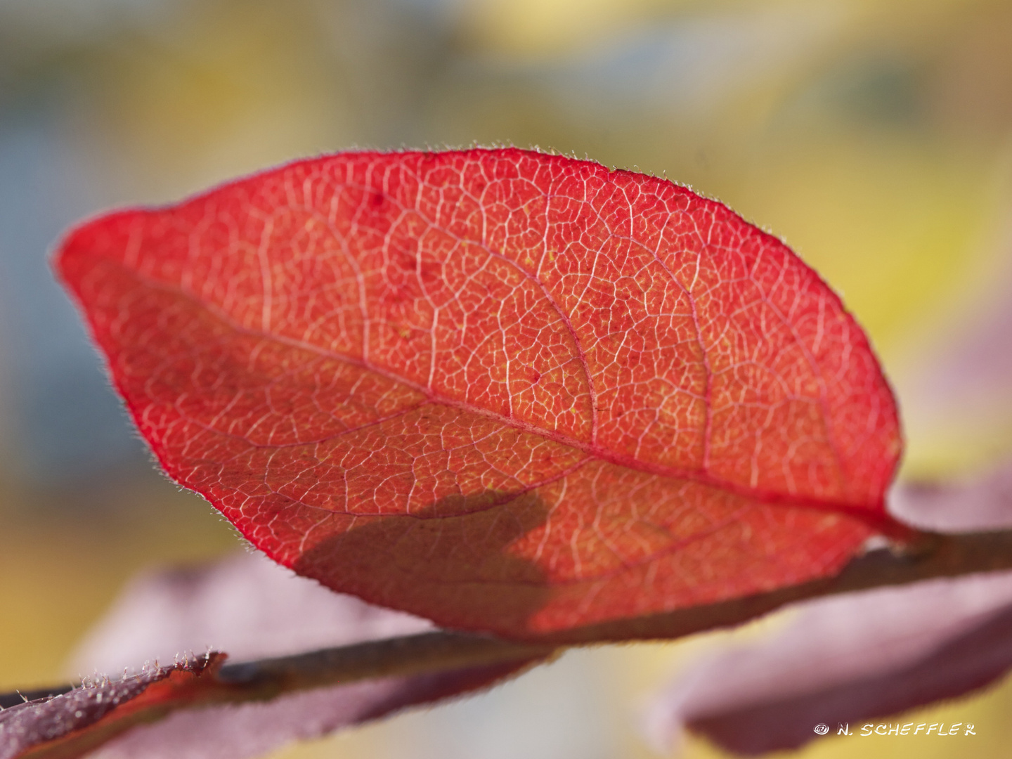 RoTeR HeRbStAnFaNg