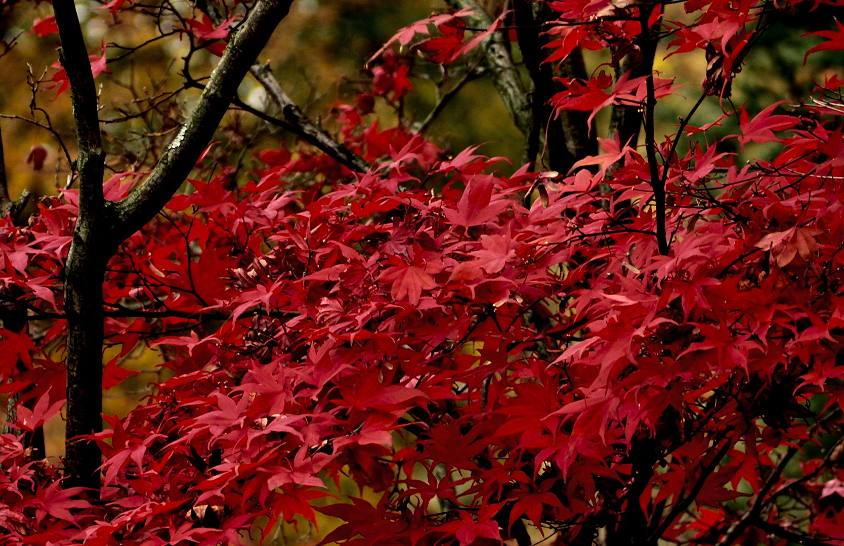 Roter Herbstrausch