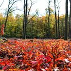 Roter Herbstteppich