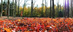 Roter Herbstteppich