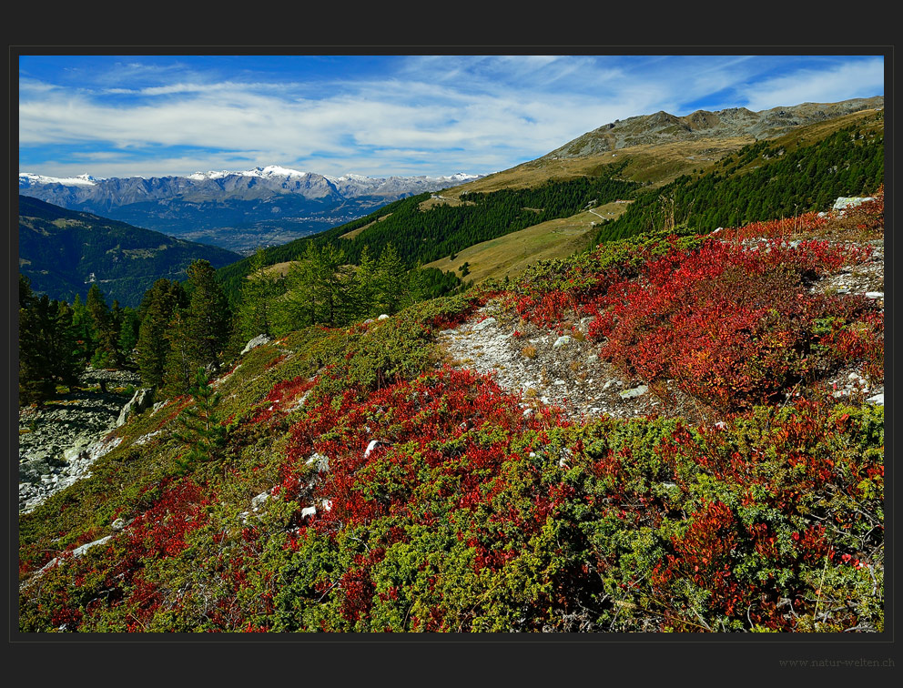 Roter Herbstzauber