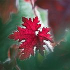 Roter Herbstzauber in Grün gehüllt