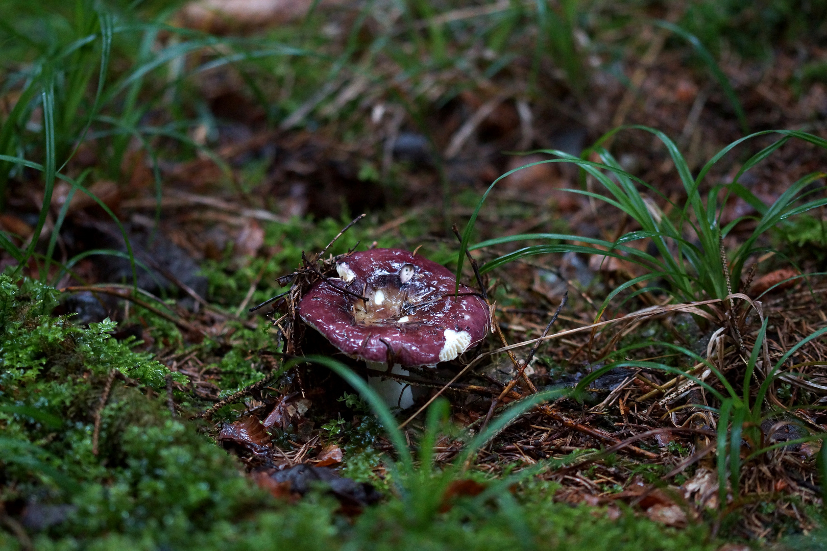 Roter Heringstäubling