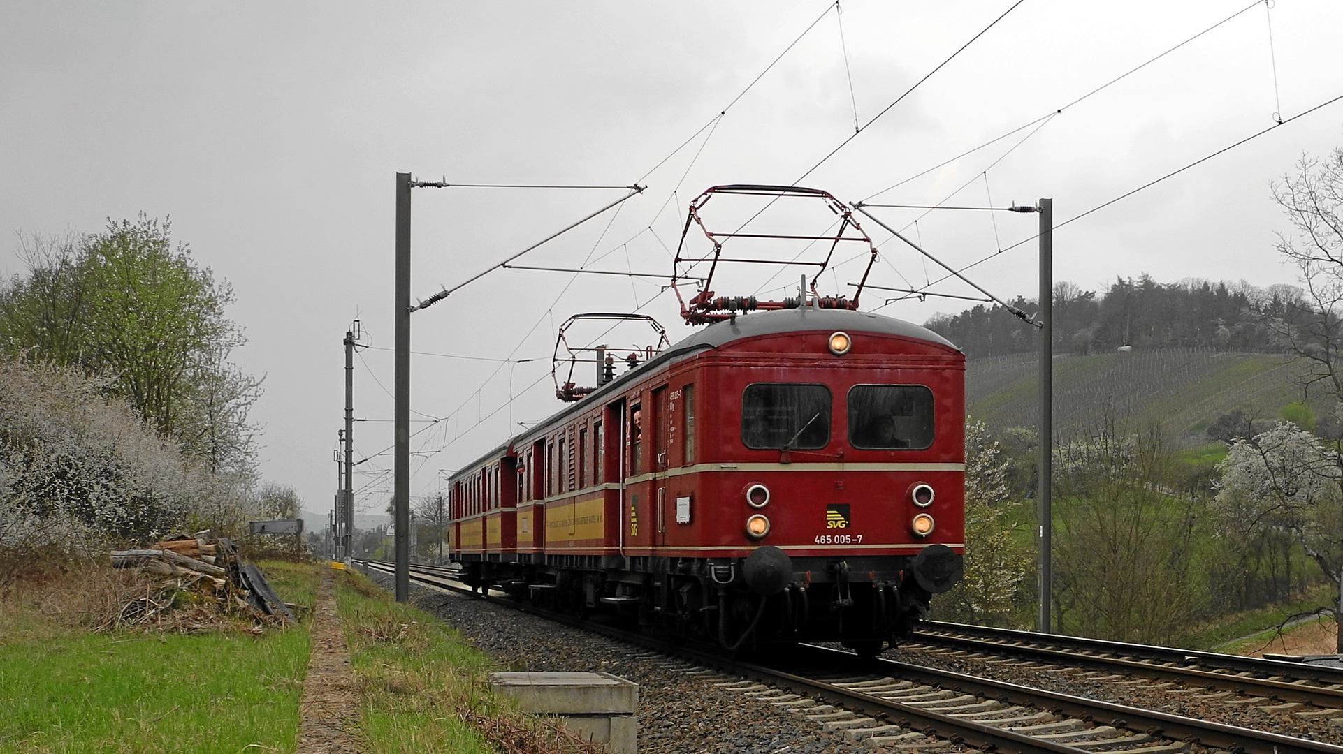 Roter Heuler ohne Geheul