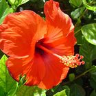 roter Hibiscus