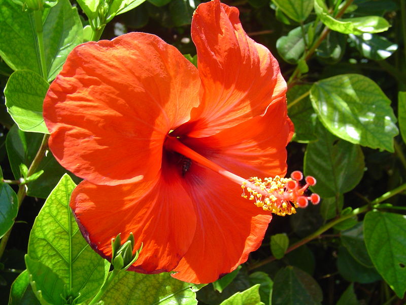 roter Hibiscus