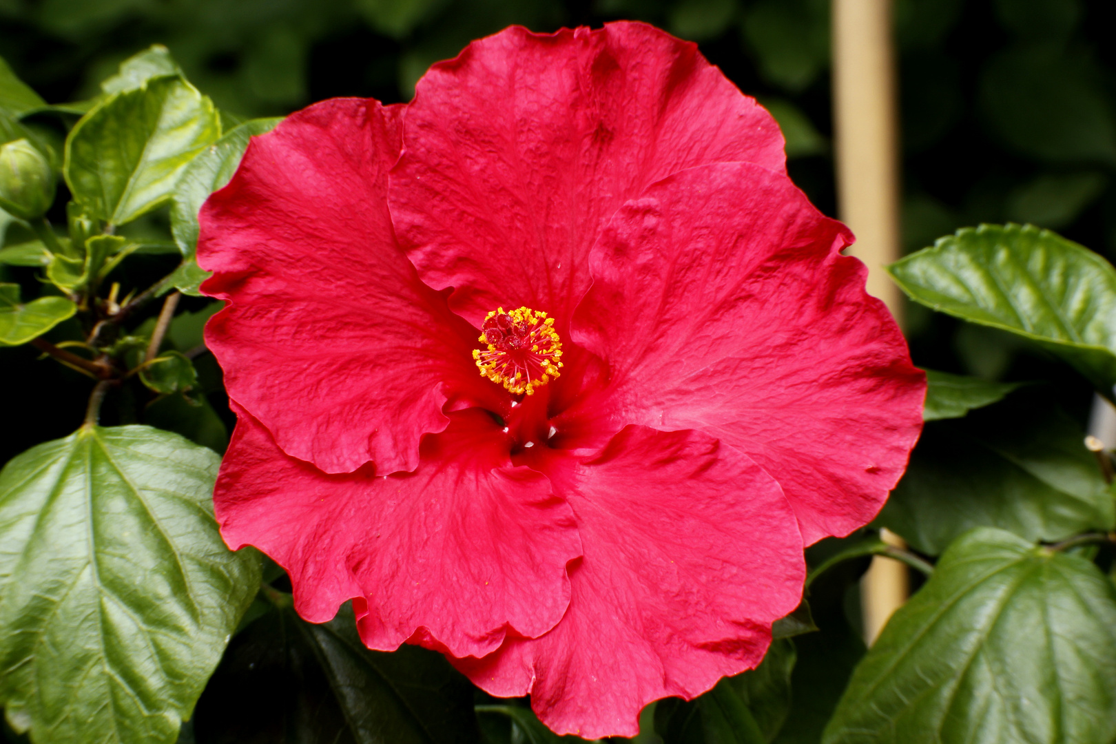 Roter Hibiscus