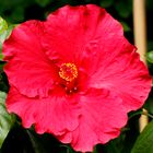 Roter Hibiscus