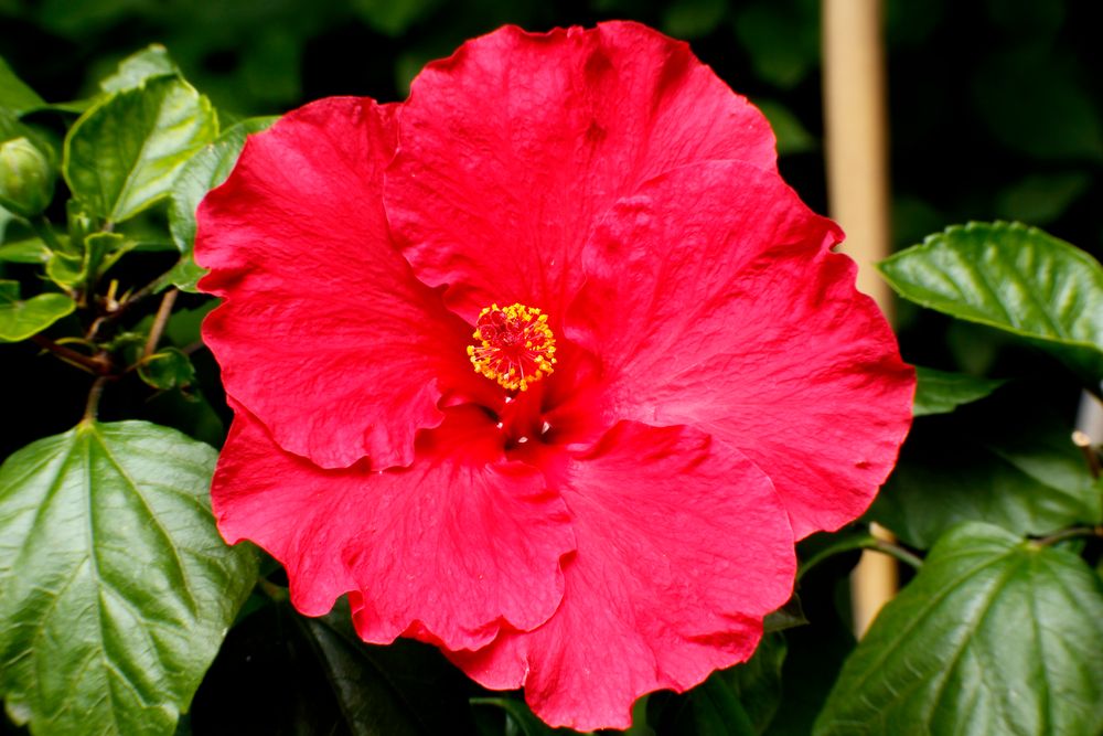 Roter Hibiscus