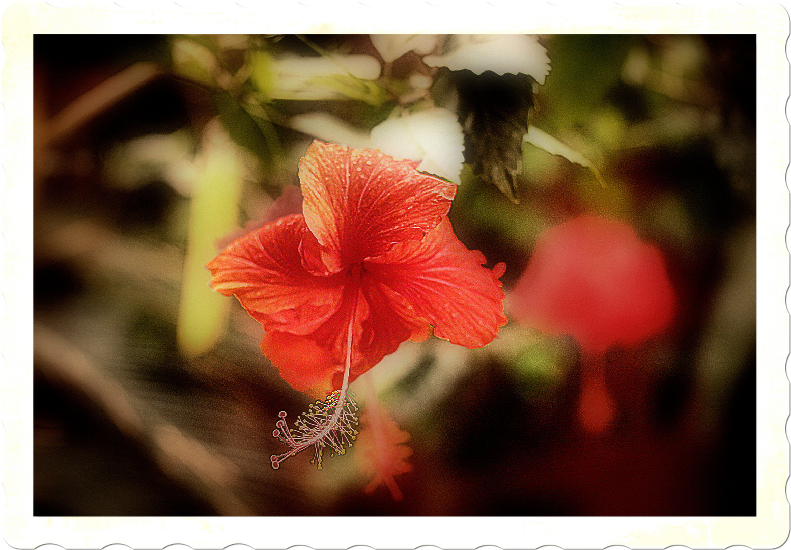 Roter Hibiscus