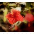 Roter Hibiscus