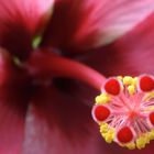 Roter Hibiscus