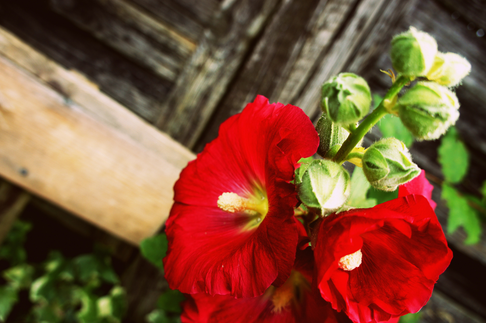 Roter Hibiscus