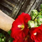 Roter Hibiscus