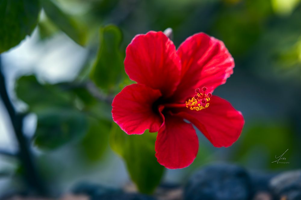 Roter Hibiscus