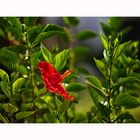 Roter Hibiscus