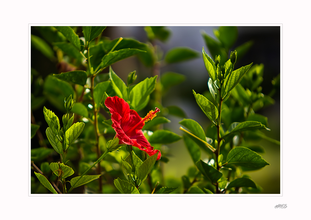 Roter Hibiscus