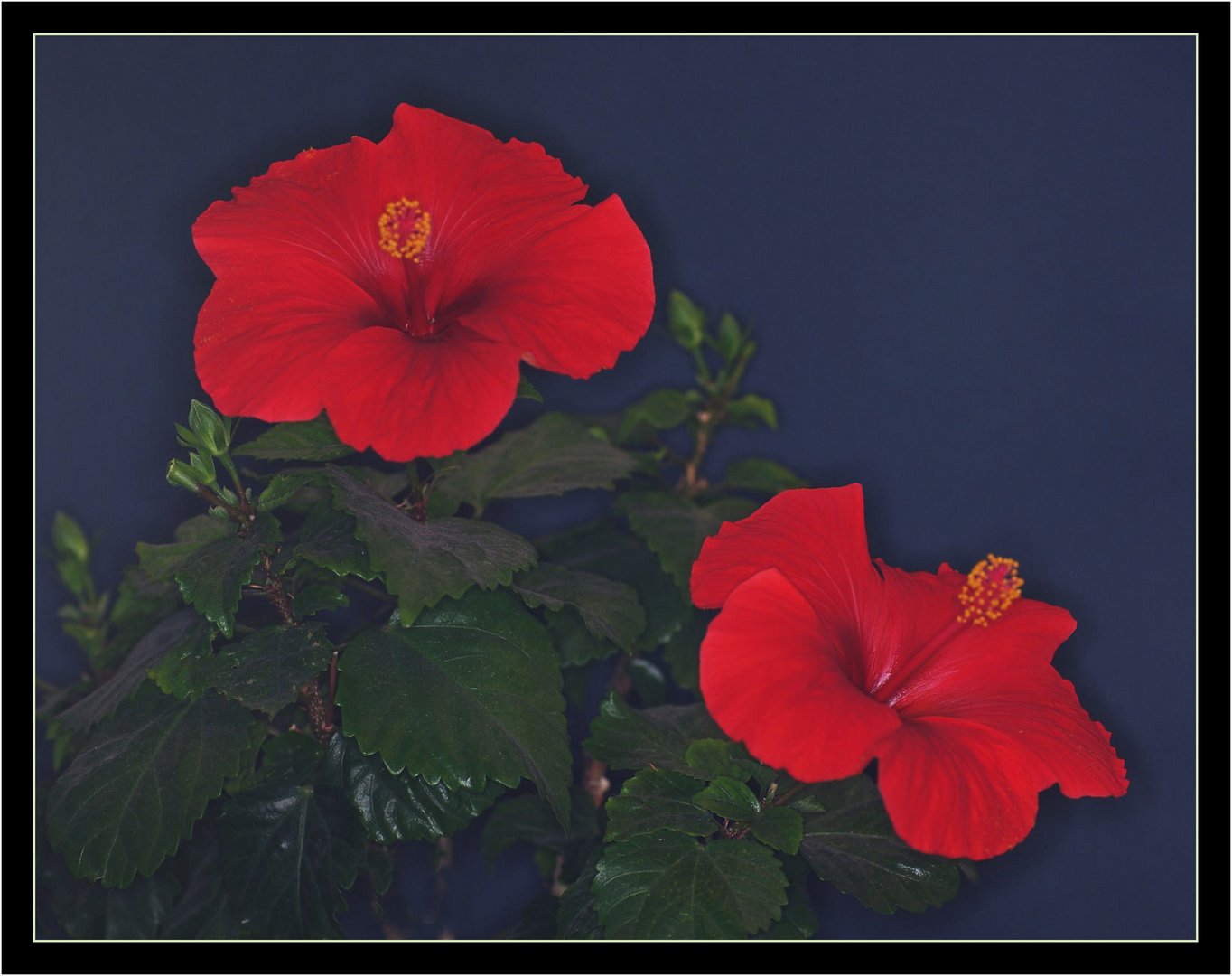 Roter Hibiscus