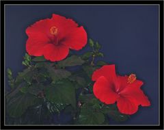 Roter Hibiscus