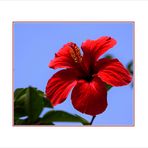 Roter Hibiscus