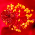 Roter Hibiscus - Stempel