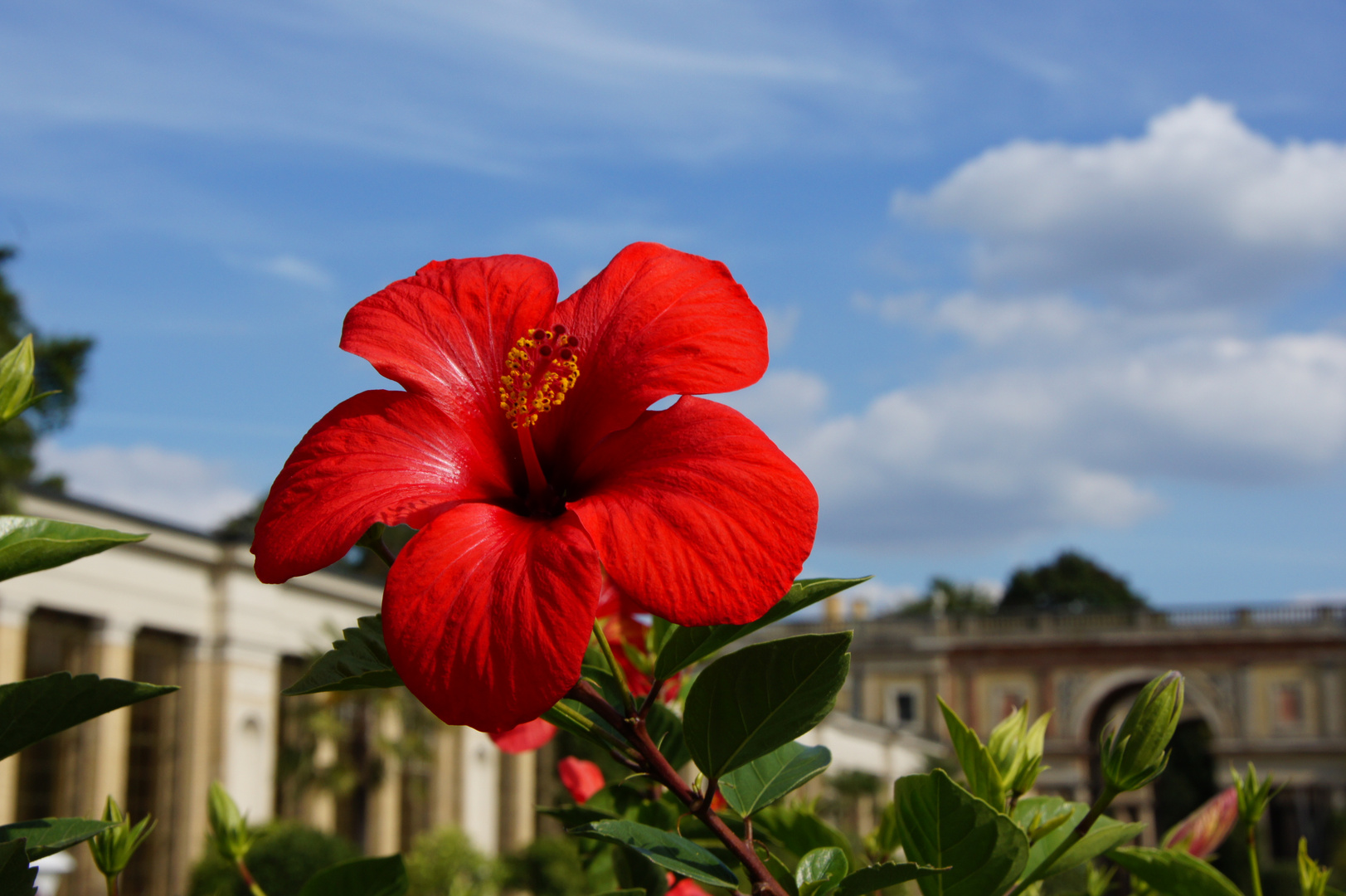 Roter Hibiskus