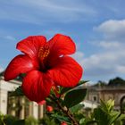 Roter Hibiskus