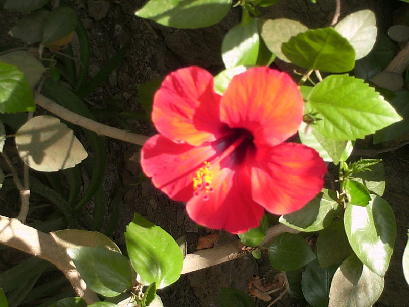 Roter Hibiskus ;)