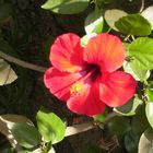 Roter Hibiskus ;)