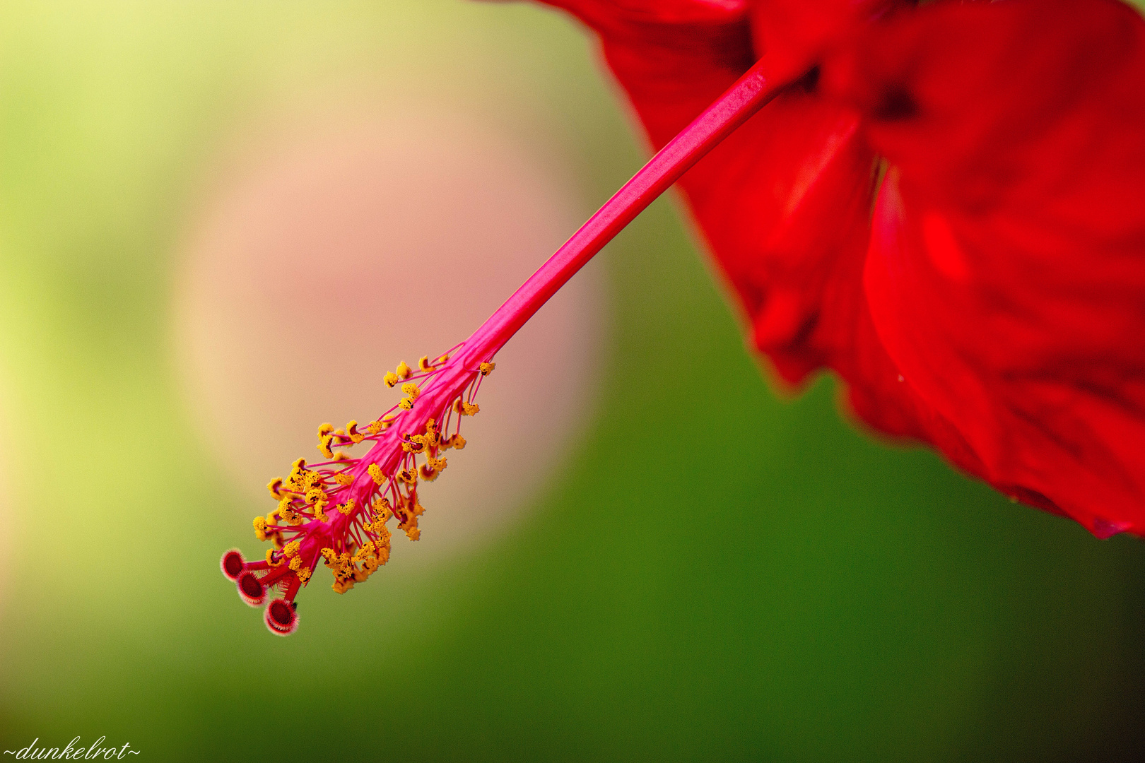 Roter Hibiskus