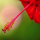 Roter Hibiskus